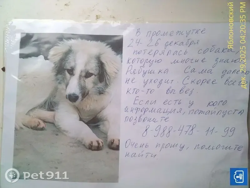 Пропала собака, ул. Свободы 27, Яблоновский - photo