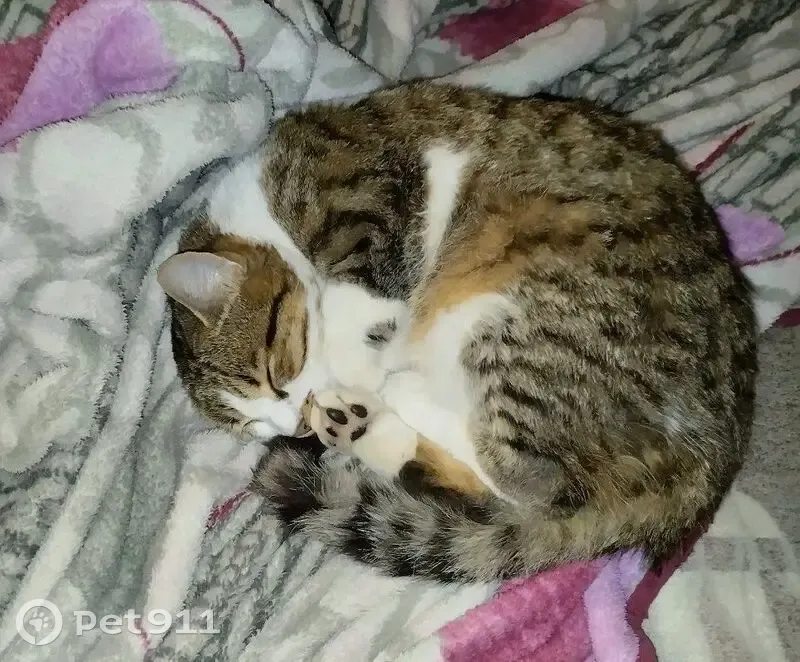 Пропал кот на ул. Гулаева, 86, Аксай - photo