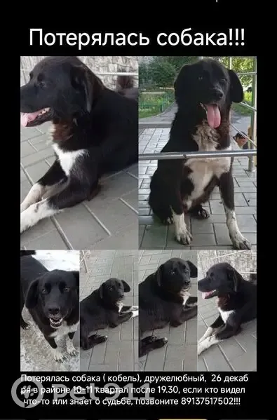 Пропала собака, ул. Коммунистическая, Куйбышев - photo