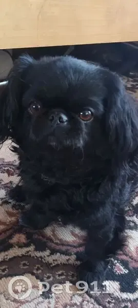 Пропала собака, Борцов Октября 2А, Тюмень - photo