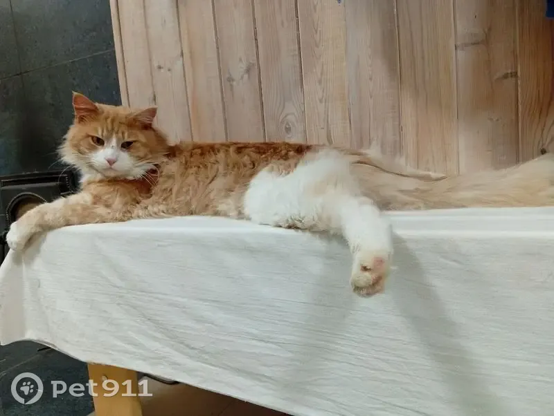 Пропала кошка, Бурнашевское с/п, «Волга» - photo