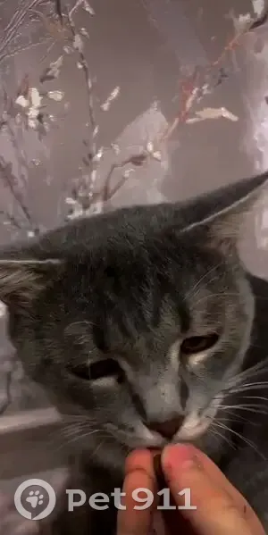 Пропала кошка, ул. Попова, 150, Барнаул - photo