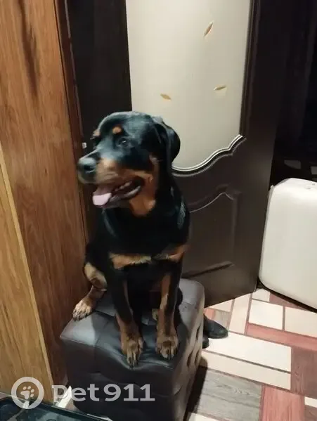 Пропала собака, 6-я Котельная, Астрахань - photo