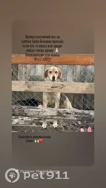 Пропала собака в Мошке, Владимирская обл. - photo