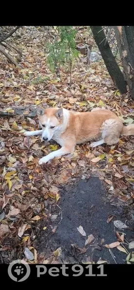 Пропала собака на ул. Авиаторов, Москва - photo