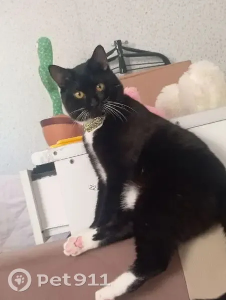 Пропала кошка, Киевская ул., Тюмень - photo