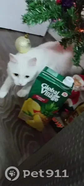 Пропала белая кошка, Панфиловская 4, Вград - photo