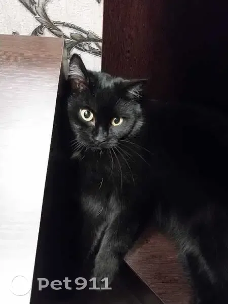 Пропала кошка, Барнаул, Балтийская 23Б - photo