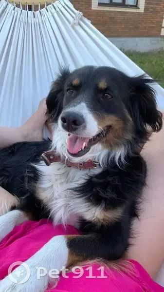 Пропала собака, ул. 70 лет Победы, 38 - photo