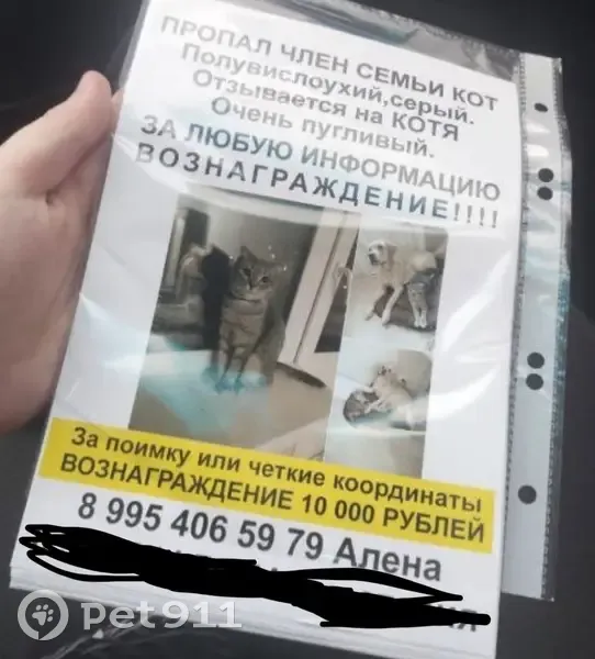 Пропала кошка, СНТ Садовод 1, Волжский - photo