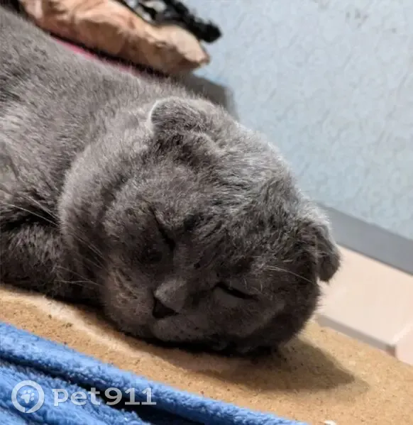 Пропала кошка, ул. Чехова 17, Борисоглебск - photo