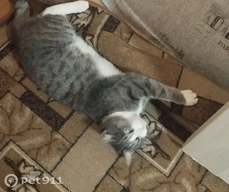 Пропала кошка, ул. Штильке 28, Барнаул - photo