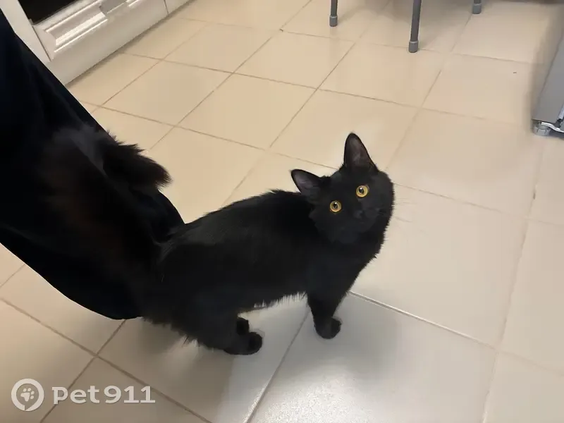 Пропала кошка, 14А, Выкса - photo