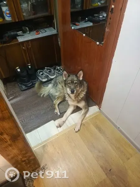 Пропала собака, Апатиты, ул. Московская 16 - photo