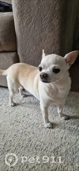 Пропала собака на ул. 25 Октября, Каменское - photo