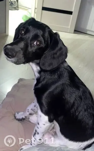 Пропала собака Оскар, г. Курган, 4 - photo