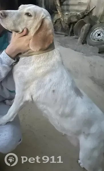 Пропала собака в Травкино, Луговая ул. - photo