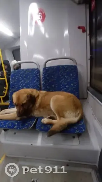 Пропала собака, Металлургическая, НЧ - photo