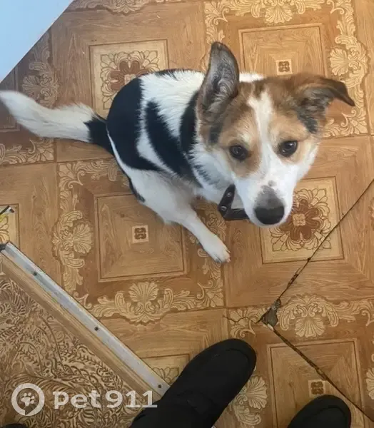 Пропала собака, Больничная ул., Курлек - photo