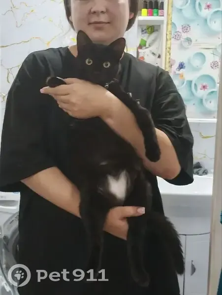 Пропала кошка, Советская ул., Кр. Ватрас - photo