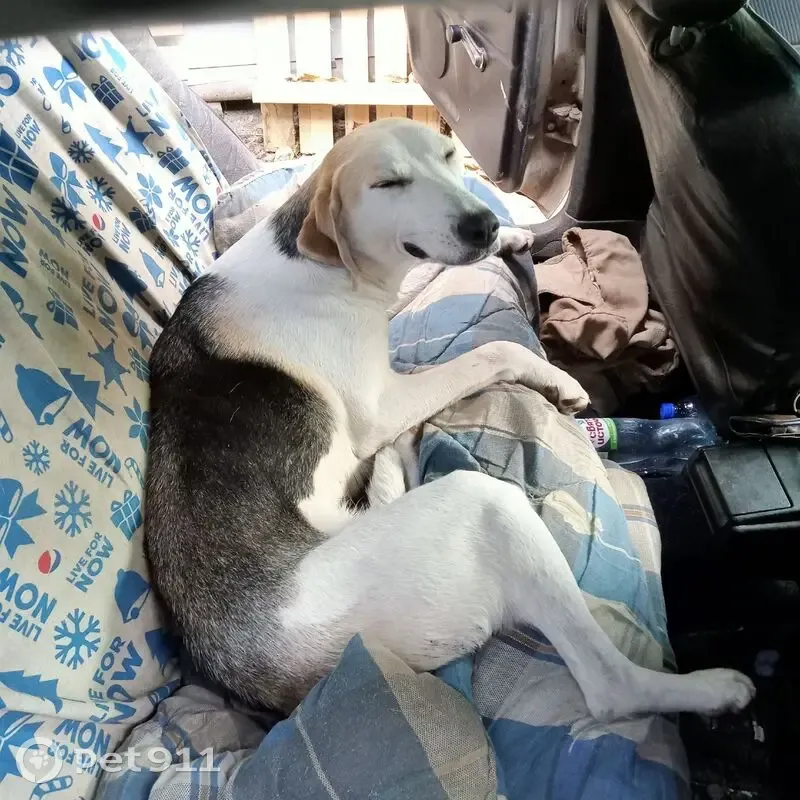 Пропала собака, Красная Слобода, Брянск - photo