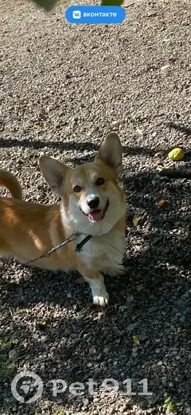 Пропала собака Барни, Павловская, КК - photo