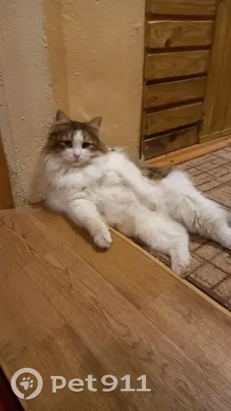 Пропал кот, ул. Минина 17, Н. Новгород - photo