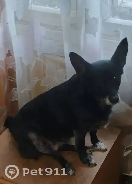 Пропала собака, Театральная ул., Энгельс - photo