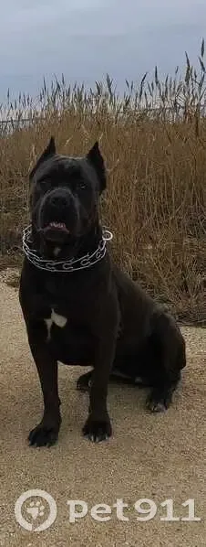 Пропала собака, ул. Свердлова 12/1 - photo