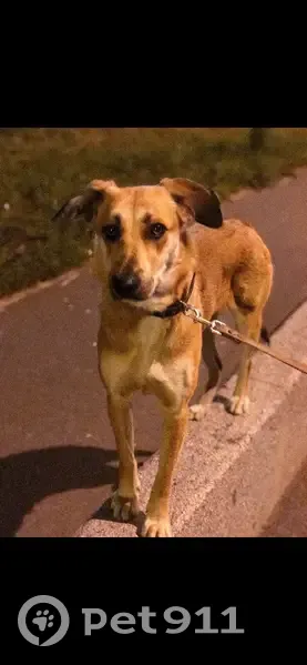 Пропала собака, Черничная ул., Ленинское - photo