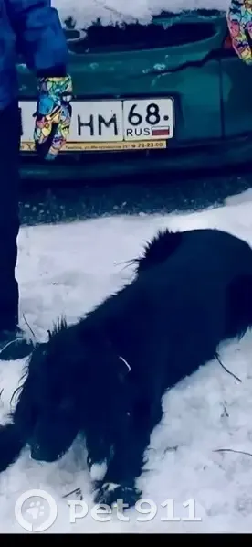 Пропала собака, Интернациональная 22, Тамбов - photo