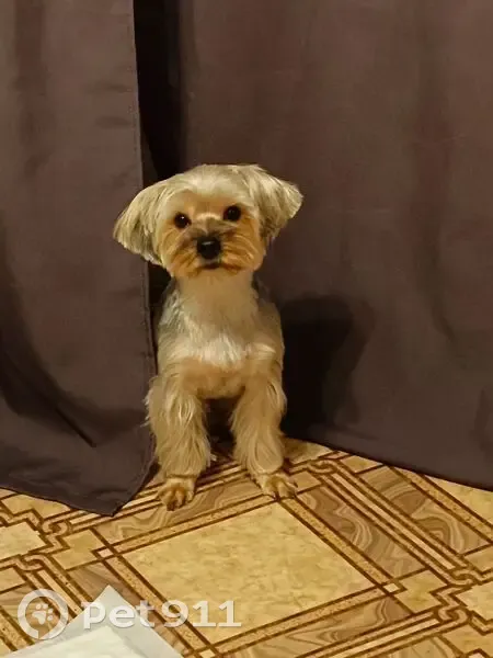 Пропала собака в Северске, Томская обл. - photo