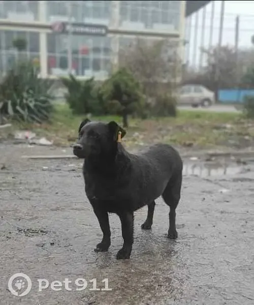 Пропала собака, Бургасская ул., Краснодар - photo