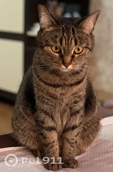 Пропала кошка, Орловская 3, Брянск - photo