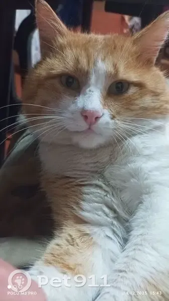 Пропала кошка, Волжский, Волгоградская обл. - photo