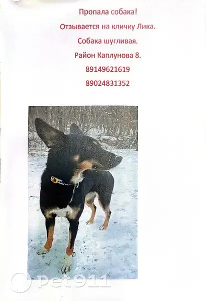 Пропала собака, ул. Каплунова 8, Владивосток - photo