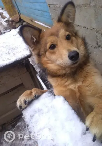 Пропала собака, Ржевская 79, Екатеринбург - photo