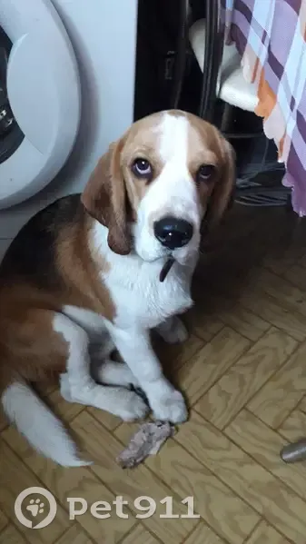 Пропала собака, ул. Красный Октябрь, 71 - photo