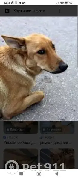 Пропала собака на ул. Фрунзе, 40, Лукино - photo