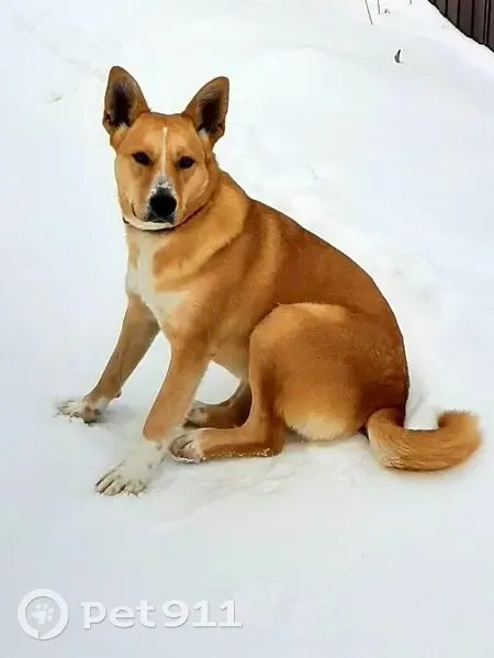 Пропала собака, СНТ Строитель 4, Липецк - photo