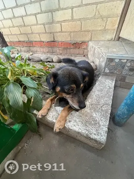 Пропала собака, Олимпийский пер., 23 - photo