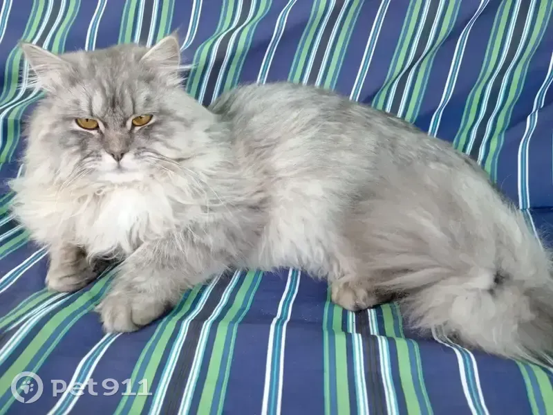 Пропала кошка, пл. Ленина 8, Калач - photo