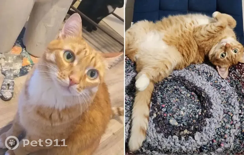 Пропала кошка, район ул. Генкиной, Иваново - photo