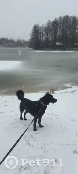 Пропала собака, Озёрная 50, Парголово - photo