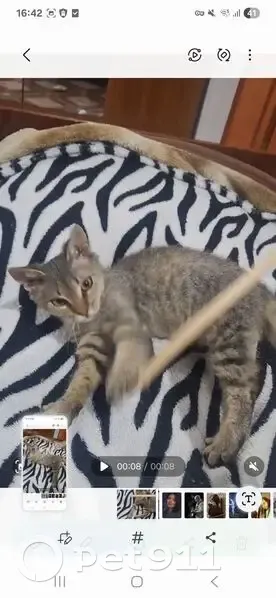 Пропала кошка, Астрахань, наб. 1 Мая, 105/76 - photo