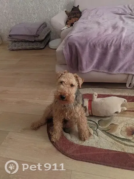 Пропала собака в Южно-Сахалинске - photo