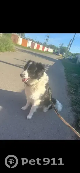 Пропала собака, Советская ул., 30А, Донское - photo