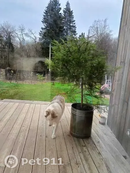 Пропала хаски, Солнечная ул., 5, Северный - photo