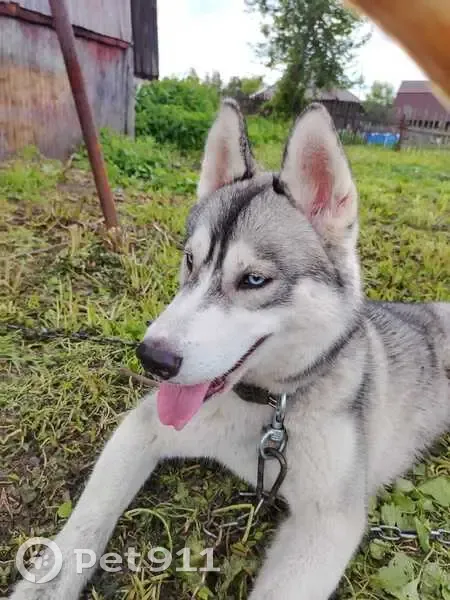 Пропала собака, Кемеровская обл. - photo