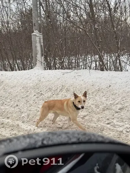 Собака у АЗС Башнефти, ул. Западная - photo